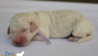 mspurple dolly brady may28 newborns2