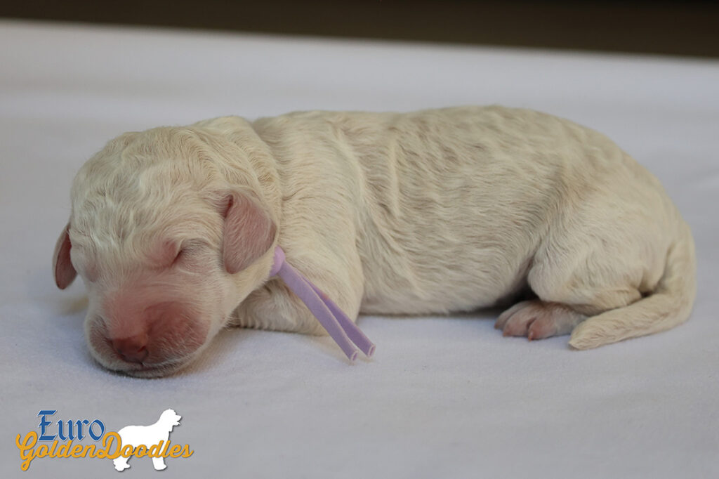mspurple dolly brady may28 newborns2