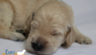 mspwdrblue dolly brady may26 2wks1