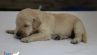mspwdrblue dolly brady may26 2wks3