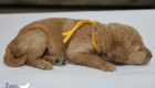 msyellow dolly brady may26 2wks1
