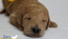 msyellow dolly brady may26 2wks2