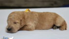 msyellow dolly brady may26 2wks3