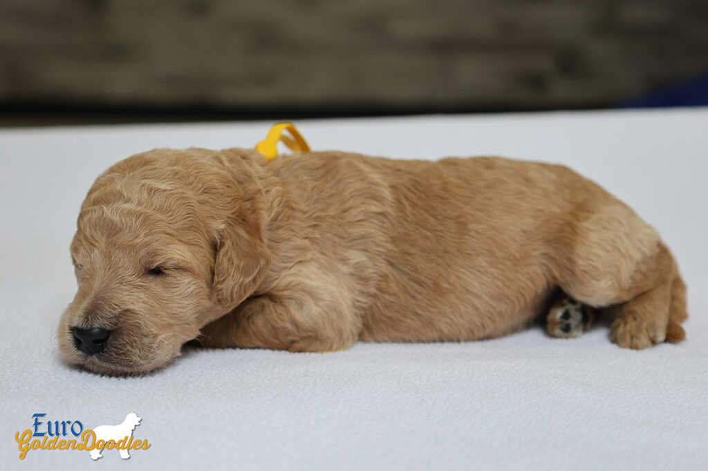 msyellow dolly brady may26 2wks3