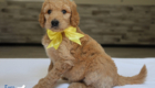 msyellow dolly brady may26 6wks5