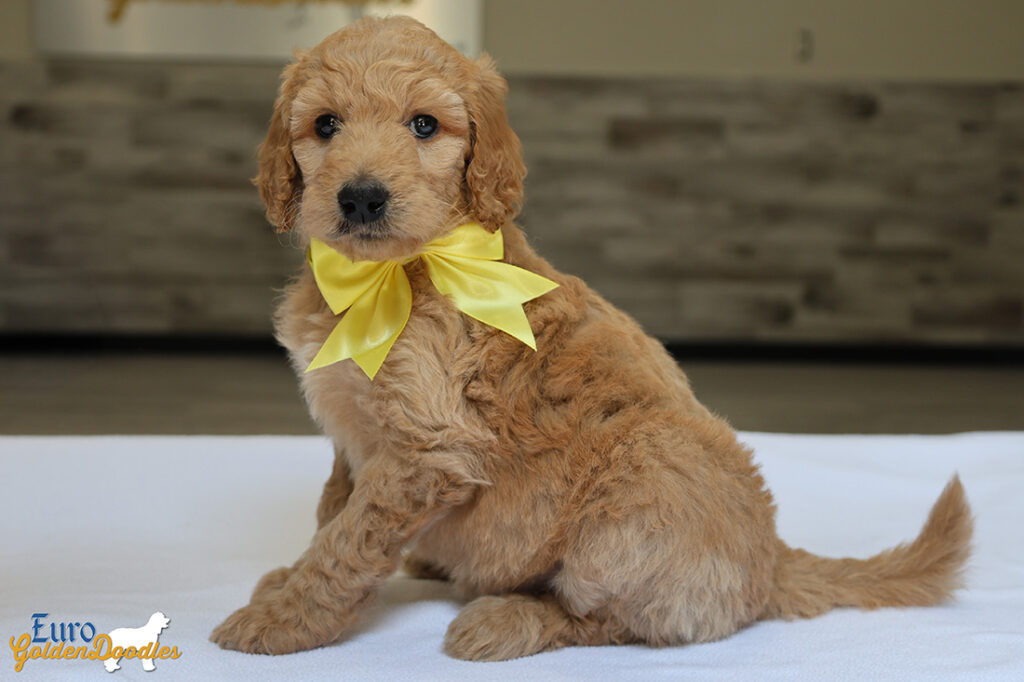 msyellow dolly brady may26 6wks5