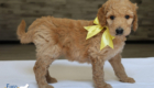 msyellow dolly brady may26 6wks6