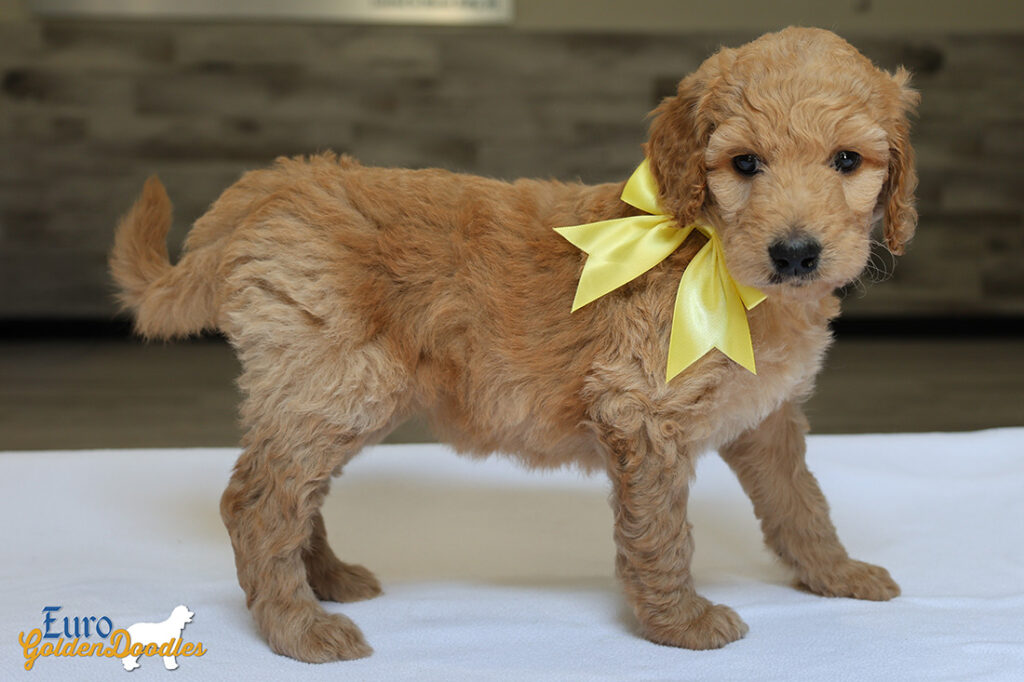 msyellow dolly brady may26 6wks6
