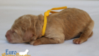 msyellow dolly brady may28 newborns1