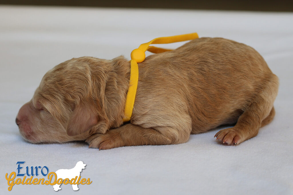 msyellow dolly brady may28 newborns1