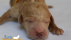 msyellow dolly brady may28 newborns2