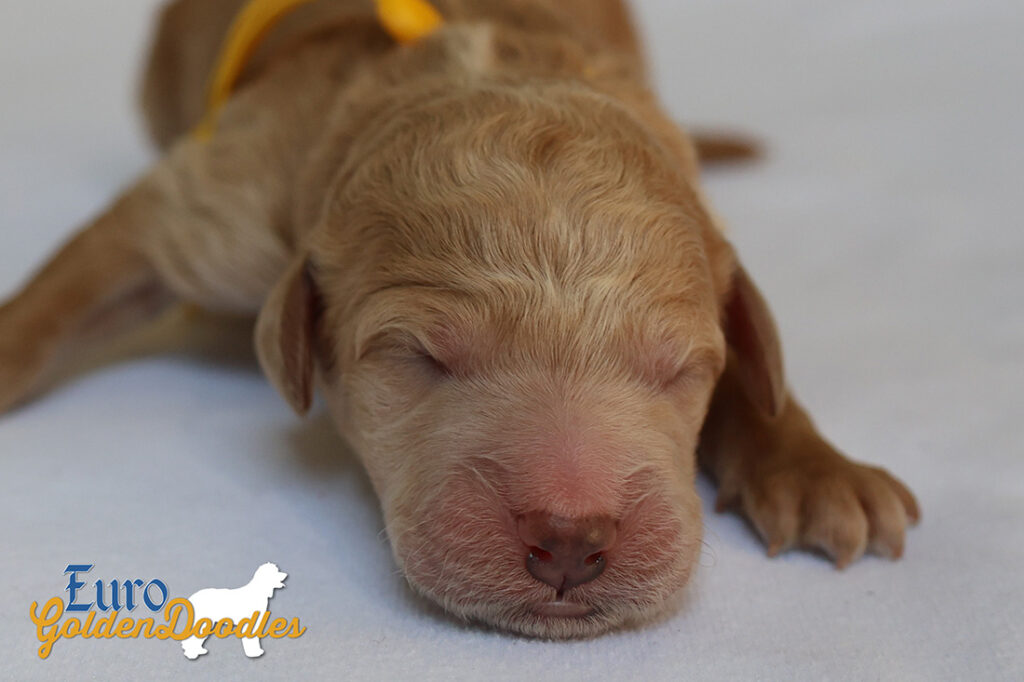 msyellow dolly brady may28 newborns2
