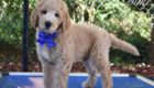 dukefeature