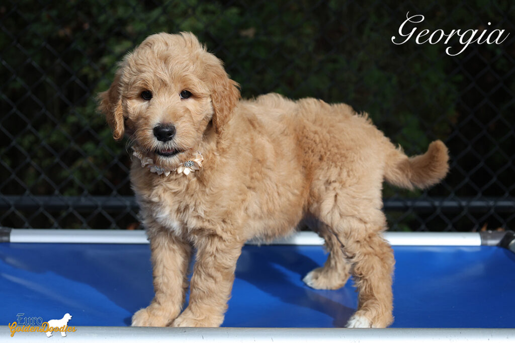 georgiafeature georgiafeature