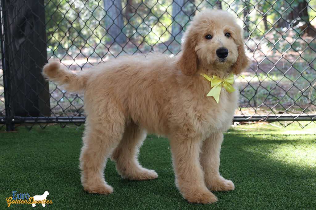 ms.yellow dolly brady may26 16weeks2 ms.yellow dolly brady may26 16weeks2