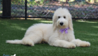mspurple dolly brady may26 20wks1
