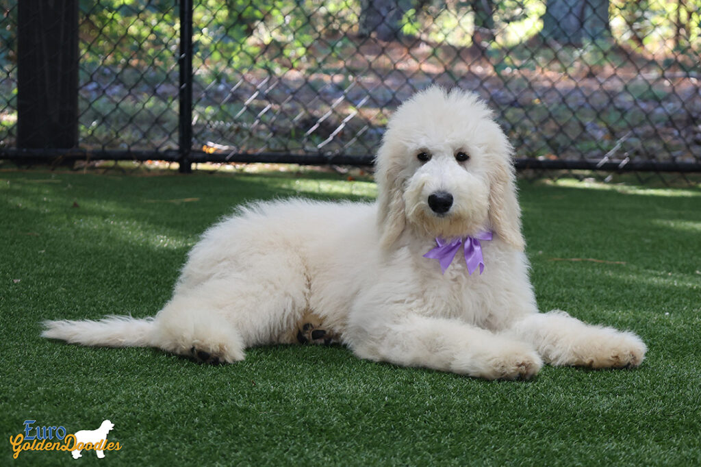 mspurple dolly brady may26 20wks1