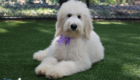mspurple dolly brady may26 20wks5