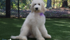 mspurple dolly brady may26 20wks6