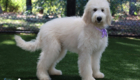 mspurple dolly brady may26 20wks7