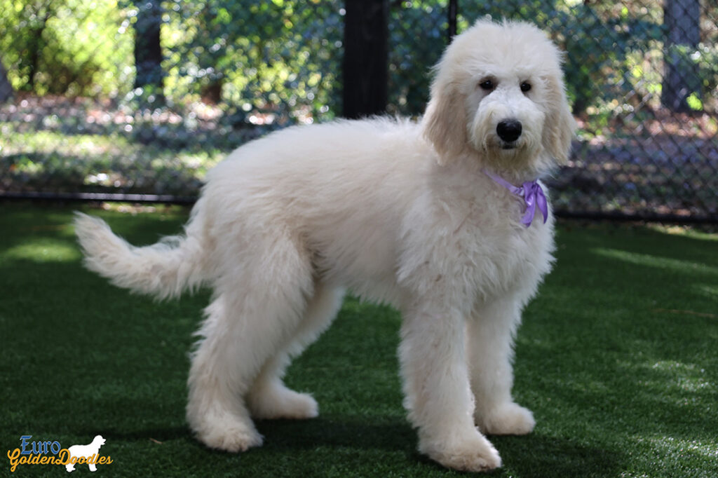 mspurple dolly brady may26 20wks7