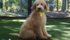 msyellow dolly brady may26 20wks1