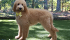 msyellow dolly brady may26 20wks7